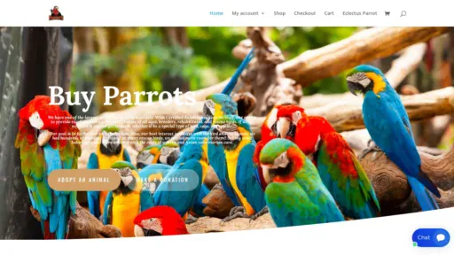 A screenshot of Buyparrots24.com