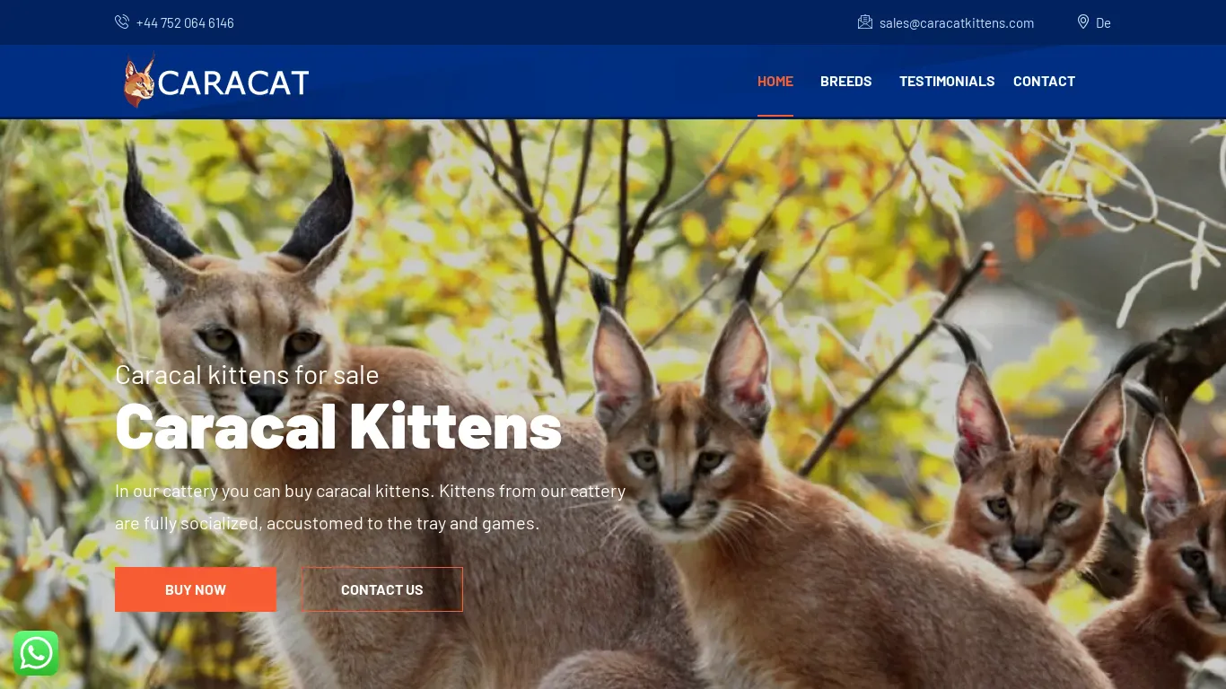 is caracatkittens.com legit? screenshot