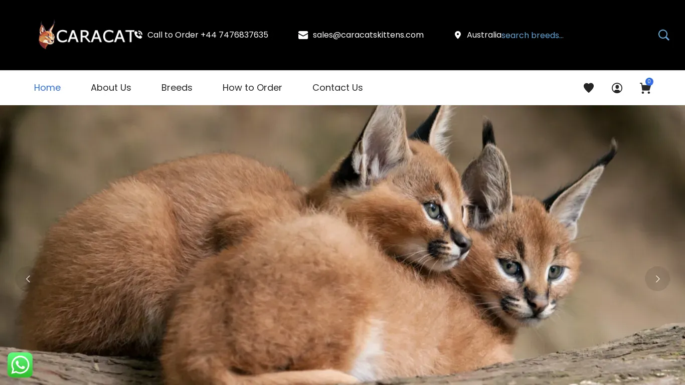 is caracatskittens.com legit? screenshot
