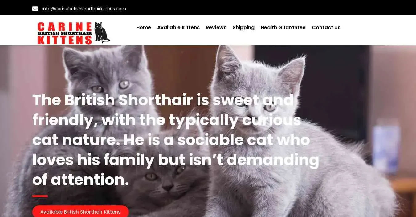is carinebritishshorthairkittens.com legit? screenshot