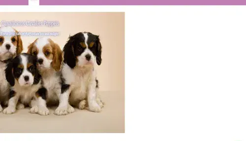 A screenshot of Genlanfamilystbernard.com