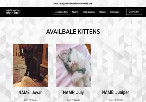 is celestialamericanshorthair.com legit? screenshot