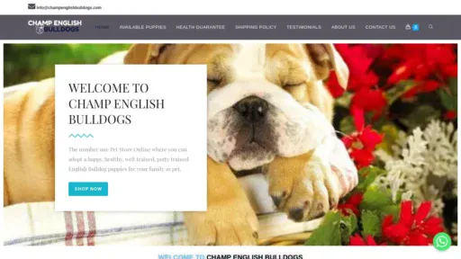 A screenshot of Champenglishbulldogs.com