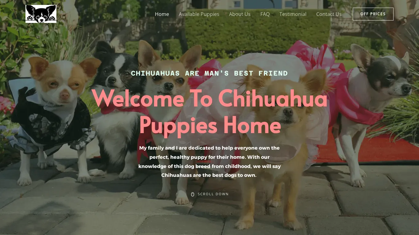 is Champion Chihuahua Breeders legit? screenshot