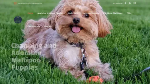A screenshot of Charmingmaltipoofamily.com