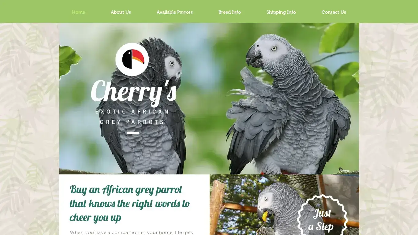 is African Grey Parrots For Sale And Adoption legit? screenshot
