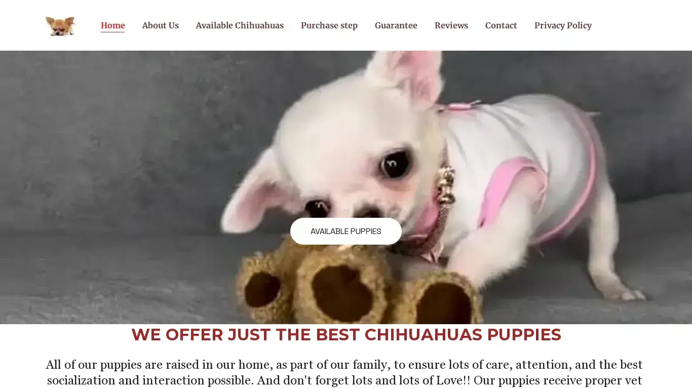 is Teacup Chihuahuas for Sale | Chihuahuas Puppies for Adoption | Chihuahuas for sale legit? screenshot