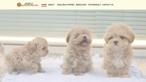 A screenshot of Chrismaltipoopuppies.com