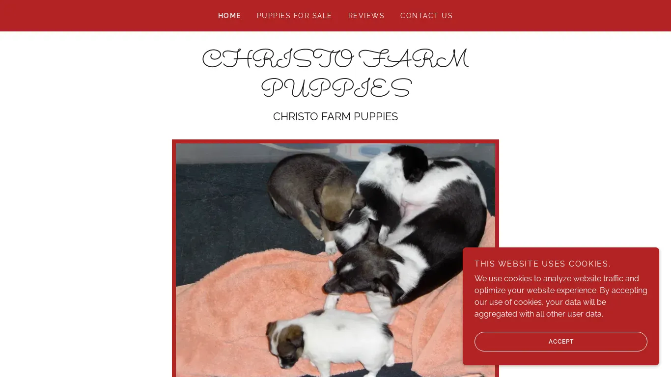 is christofarmpuppies.co.za legit? screenshot