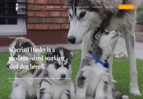 is chukchasiberianhuskies.com legit? screenshot
