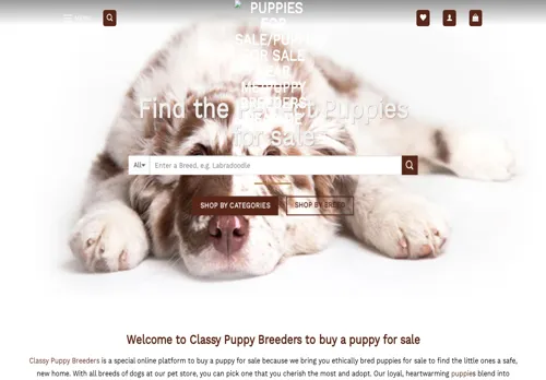 is classypuppybreeders.top legit? screenshot