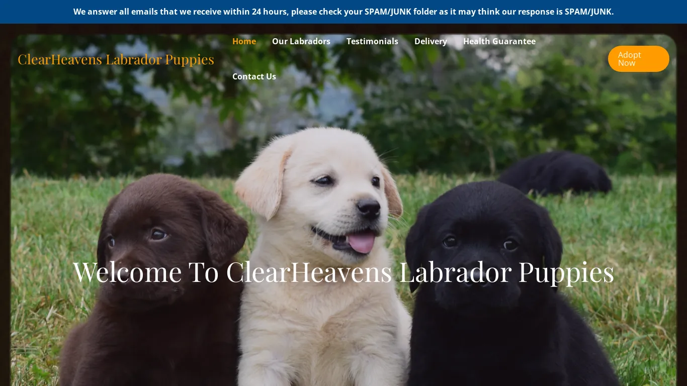 is ClearHeavens Labrador Puppies – Purebred Labradors For Sale legit? screenshot