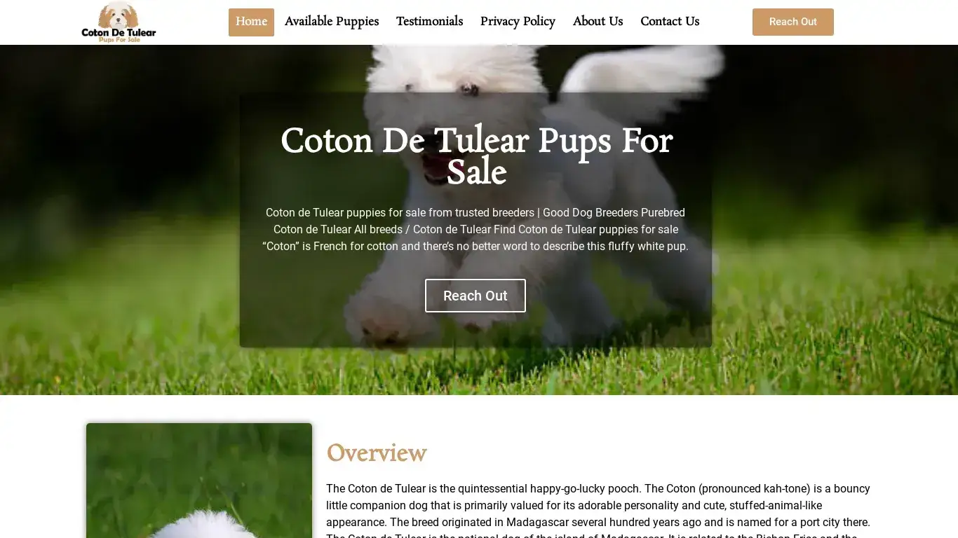 is Coton De Tulear Pups For Sale – Coton De Tulear Pups For Sale legit? screenshot