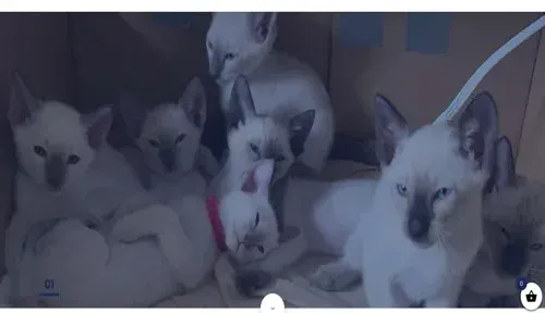 A screenshot of Genlanfamilystbernard.com