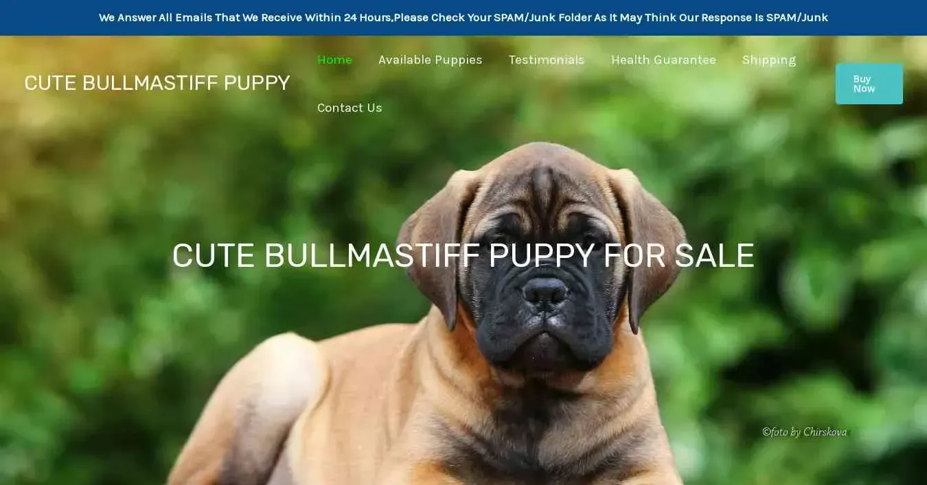 is cutebullmastiffpuppy.com legit? screenshot