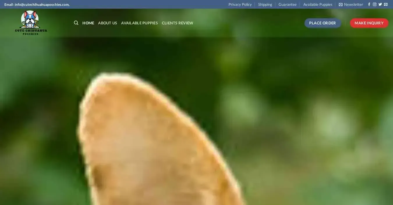 is cutechihuahuapoochies.com legit? screenshot