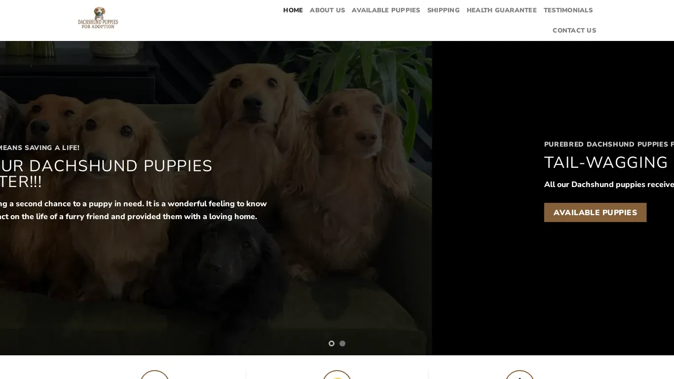 is Dachshund Puppies For Adoption – First class high quality dachshund puppies for sale legit? screenshot