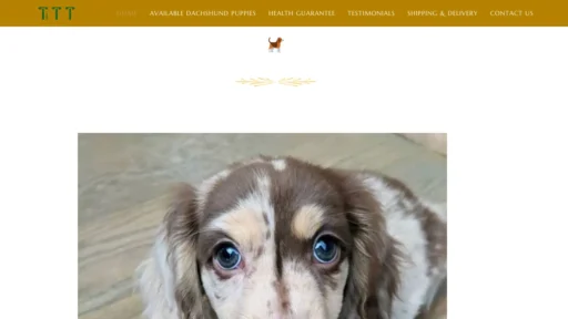 A screenshot of Dachshundwinmax.com