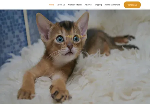 is danyabyssiniankittens.com legit? screenshot