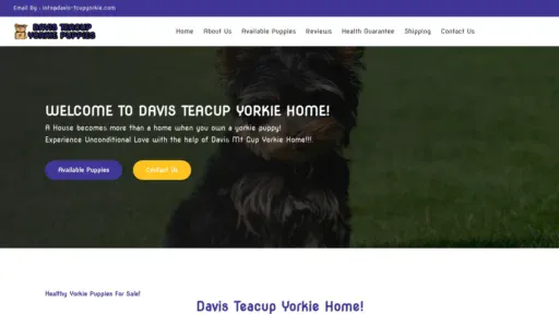 davis-tcupyorkie