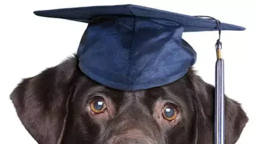 dog-academic||