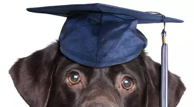 dog-academic||