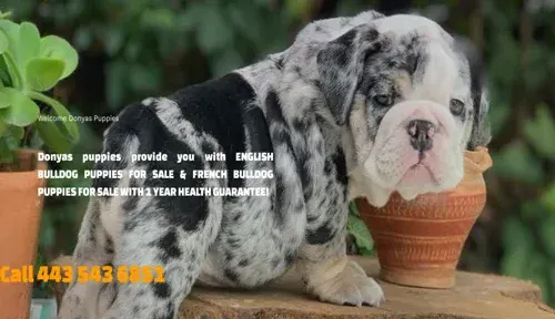 A screenshot of Genlanfamilystbernard.com