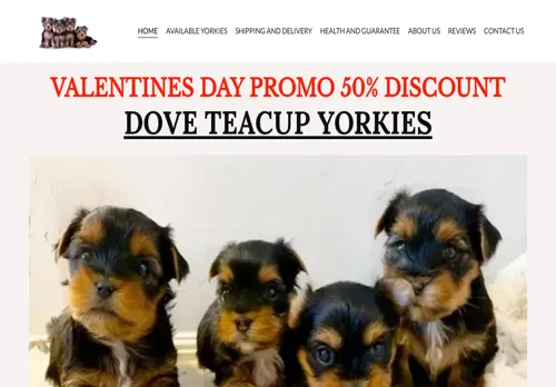 is doveyorkiepuppies.com legit? screenshot