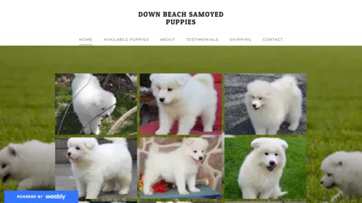 A screenshot of Downbeachsamoyedpuppies.com