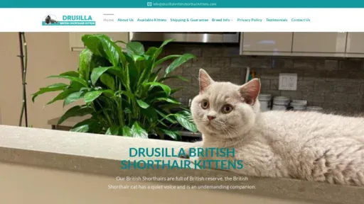 A screenshot of Drusillabritishshorthairkittens.com