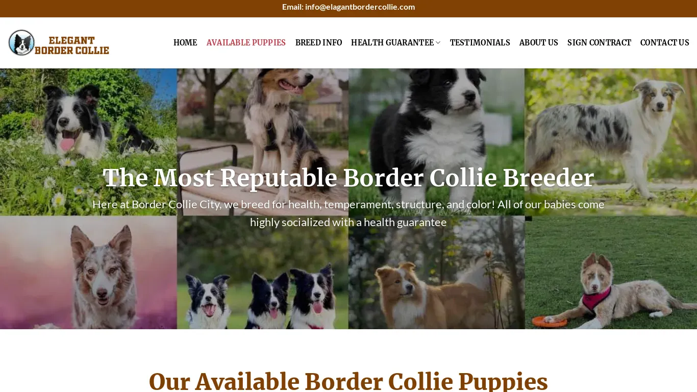 is elagantbordercollie.com legit? screenshot