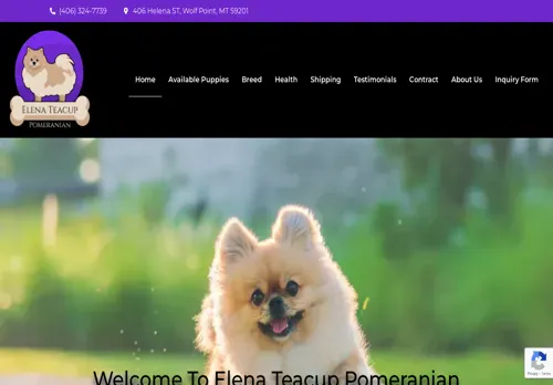 is elanateacuppomeranian.com legit? screenshot