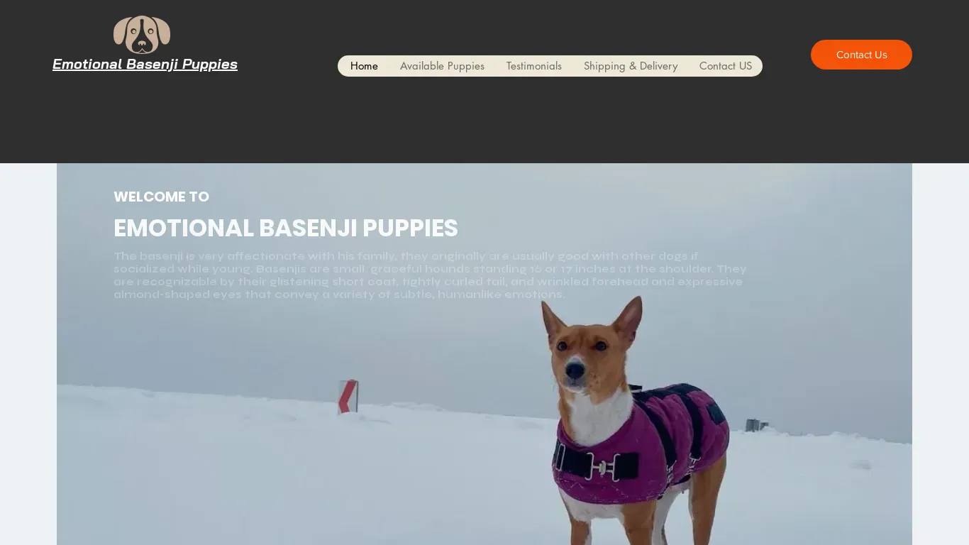 is emotionalbasenjipuppies.com legit? screenshot
