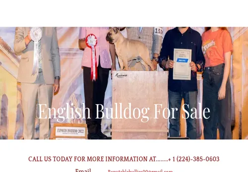 is englishpuppiesbulldogsforsale.company.com legit? screenshot