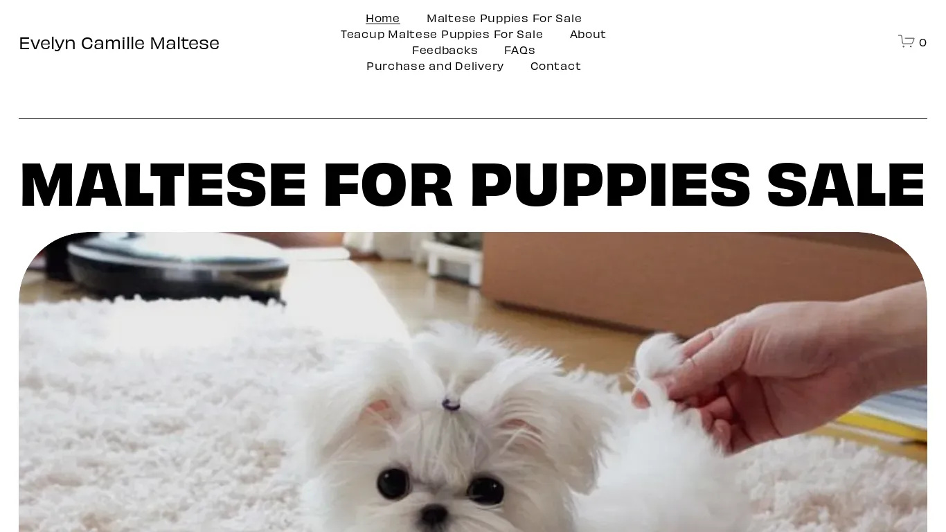 is Maltese For Sale - Teacup Maltese legit? screenshot