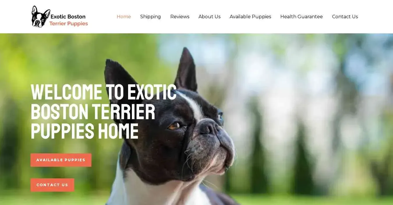 is exoticbostonterrierpups.com legit? screenshot