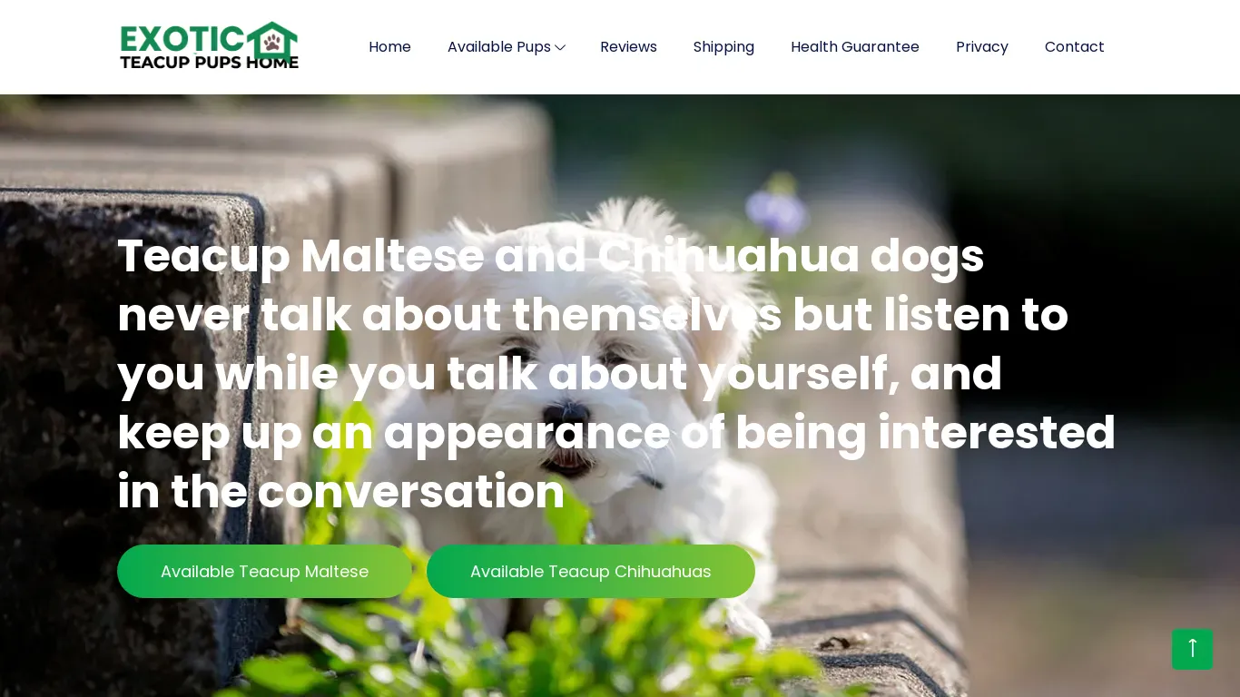 is exoticteacuppuppieshome.com legit? screenshot