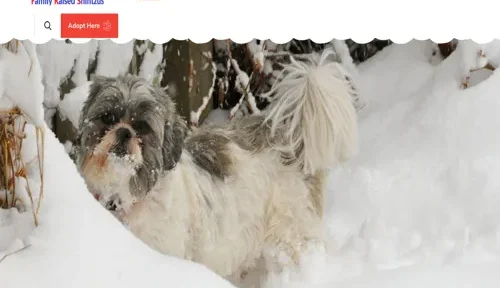 A screenshot of Genlanfamilystbernard.com