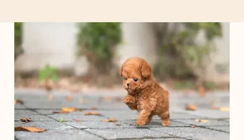 A screenshot of Genlanfamilystbernard.com