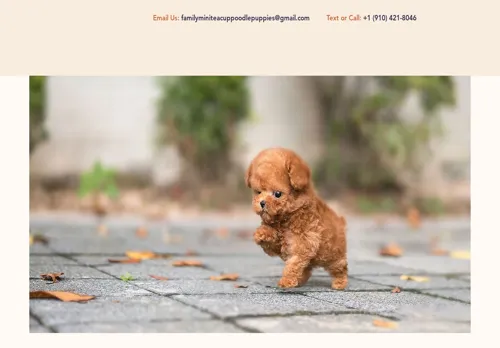 is familyteacuppoodles.com legit? screenshot