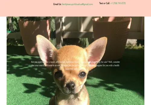 is familyteacupschihuahuas.com legit? screenshot