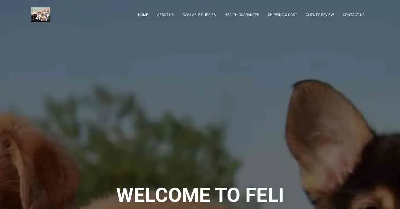 is felipembrokewestcorgihome.com legit? screenshot