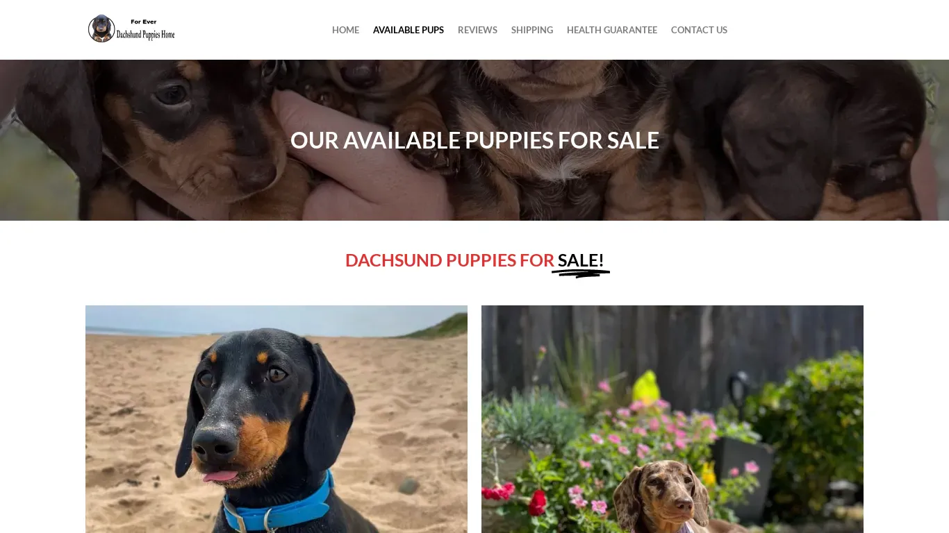 is foreverdachshundspup.com legit? screenshot