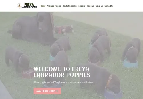 is freyalabradorpuppies.com legit? screenshot