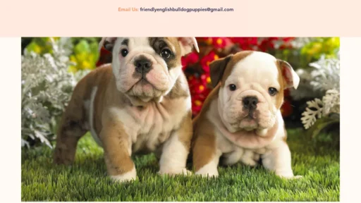 A screenshot of Friendlyenglishbulldogs.com