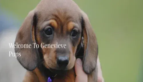 A screenshot of Genlanfamilystbernard.com