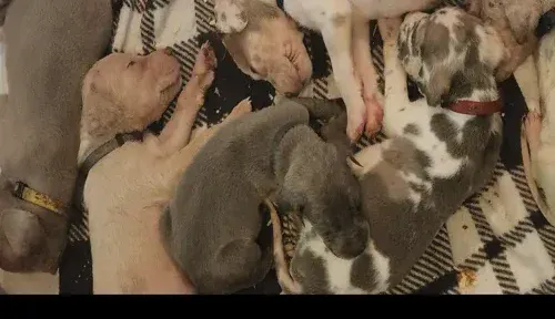 A screenshot of Genlanfamilystbernard.com