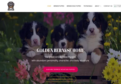 is goldenbernesehome.com legit? screenshot