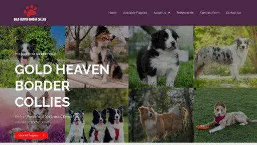 A screenshot of Goldheavenbordercollies.com