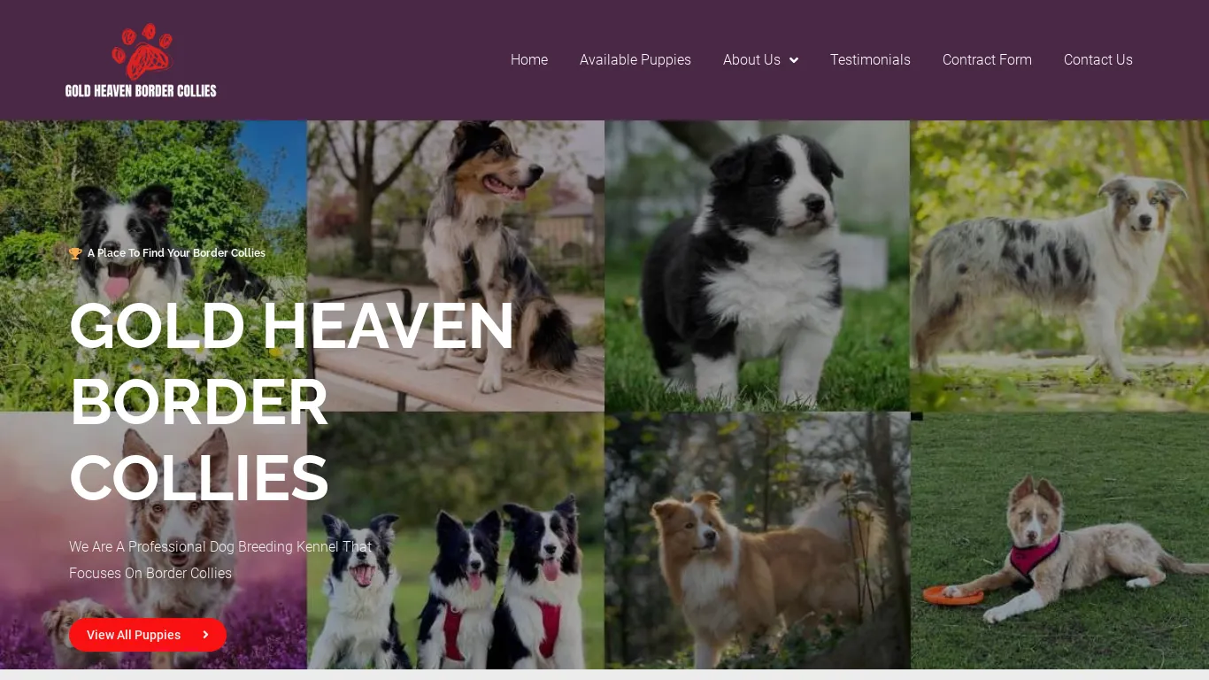 is Home - Gold Heaven Border Collies legit? screenshot